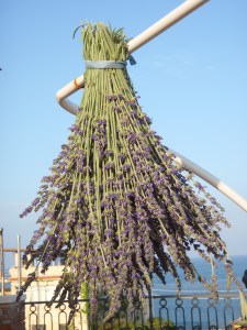 Lavanda