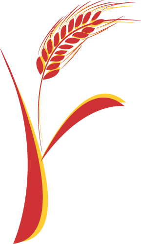 farina primo passo ombra gialla2